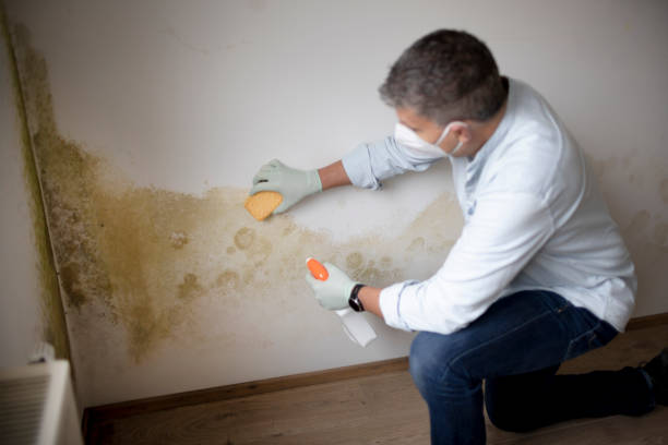 Best Mold Removal for HVAC Installations  in Little Round Lake, WI