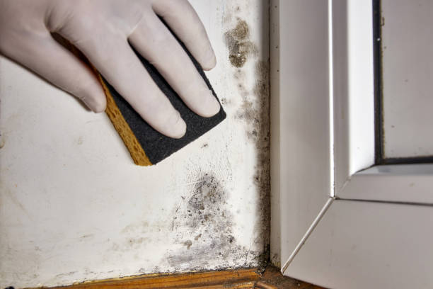 Environmental Consulting for Mold Prevention in Little Round Lake, WI